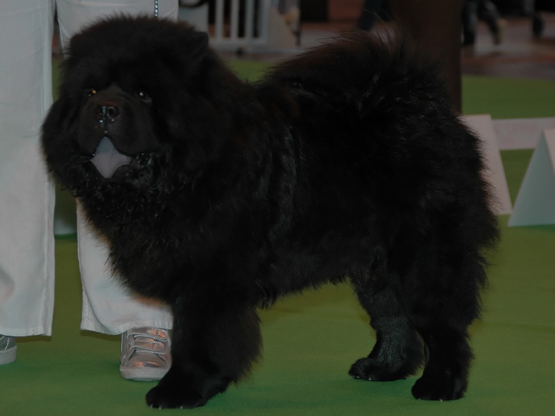 Dark vador black De la baalucherie