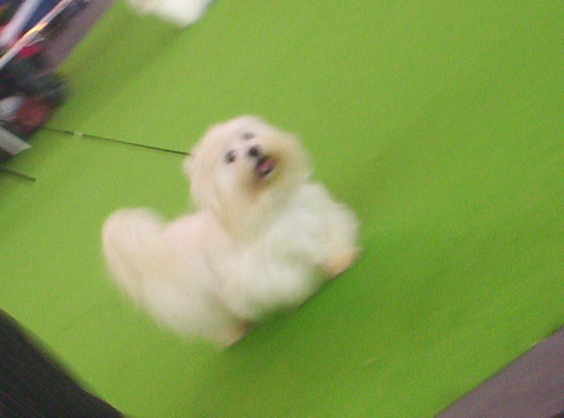 Publication : du Paradis des Anges Blancs