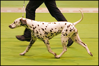 Publication : de la vallée de la Chesnaie Auteur : delavier