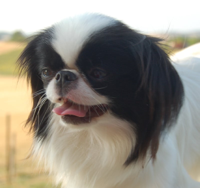 Publication : des amis calins 