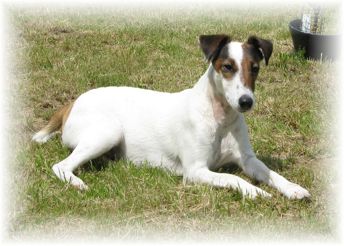 Publication : du Jardin aux Iris Auteur : dezere/lenoir