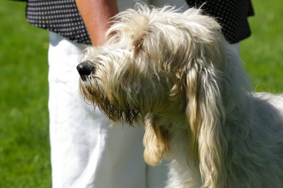 Publication : Du Mas Des Pêcherres Auteur : Sandra de Rooij