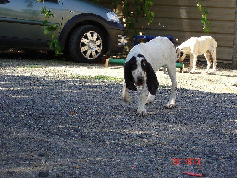 Publication : des hurleurs de la Rivayrade Auteur : DOUREL christophe