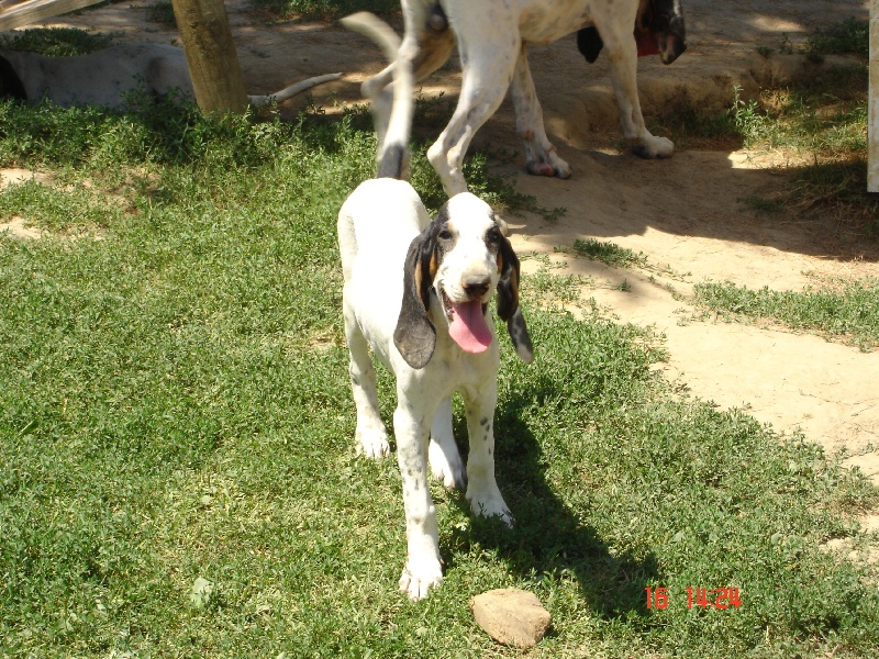 Publication : des hurleurs de la Rivayrade Auteur : DOUREL christophe