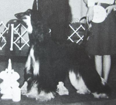 CH. jorogz' Sweet - heart