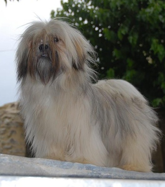 Djampeil Yang des sylphes enchantées