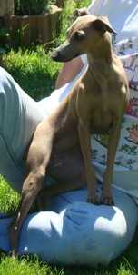 Publication : Vuylstekeara Auteur : jean louis grunheid