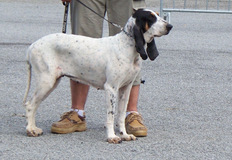 Caline Du vallon Pourpre