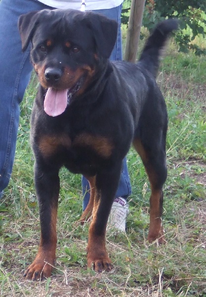 Publication : of the Latin Fire 