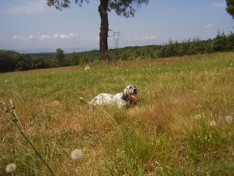 Cindy de abel et cains