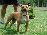 Étalon American Staffordshire Terrier - Pititon's Betty of tex's