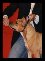Étalon American Staffordshire Terrier - Braveheart of cowboy memories