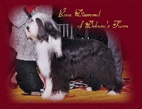 Étalon Bearded Collie - Rose Diamond Of debora's Farm