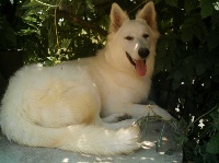 Étalon Berger Blanc Suisse - Djaïa du jardin des lys blancs