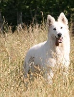 Étalon Berger Blanc Suisse - Cheyna du domaine du chene au loup