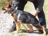 Étalon Berger Allemand - Illona des Ardennes Brabanconnes