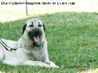 Étalon Berger Kangal - Vadi shalimar kangal du Bonnie Blue Flag