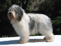 Étalon Berger Polonais de plaine - CH. Nasz cysko rivendall