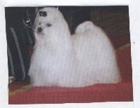 Étalon Bichon maltais - CH. Majeste du domaine de l'Aristochien