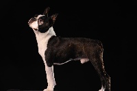 Étalon Boston Terrier - Beauline's Dr doolittle