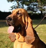 Étalon Chien de Saint-Hubert - Cléopatre de la vallée de l'oeil