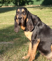 Étalon Chien de Saint-Hubert - Cassandre de la vallée de l'oeil