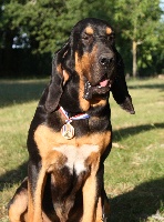 Étalon Chien de Saint-Hubert - Arthur du chateau de Saint Louis