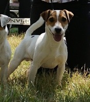 Étalon Jack Russell Terrier - Cléo of Puppydogs Tails