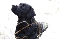 Étalon Labrador Retriever - Aalyah De la corne de chaux