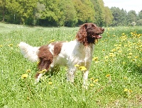 Étalon Petit Epagneul de Münster - Flo-Fiore van Bouchreyck