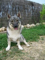 Étalon Spitz des Visigoths - Double derby chevaloupsgreg Des coeurs d'alène