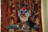 Étalon Yorkshire Terrier - Diamond Rocker de la Pam'Pommeraie