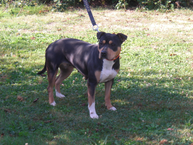 Dreamlands'dogs Corail