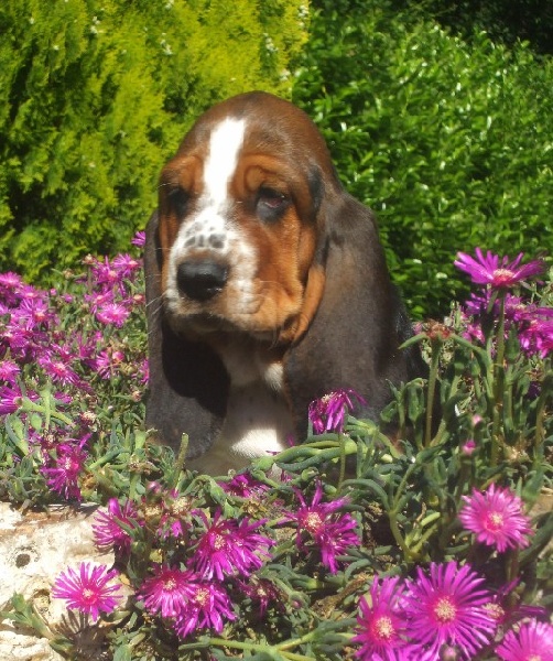  Auteur : Samantha KOWALSKI