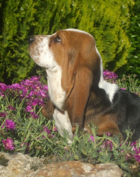  Auteur : Samantha KOWALSKI