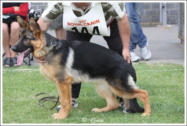 Publication : des trois fils Aymonds