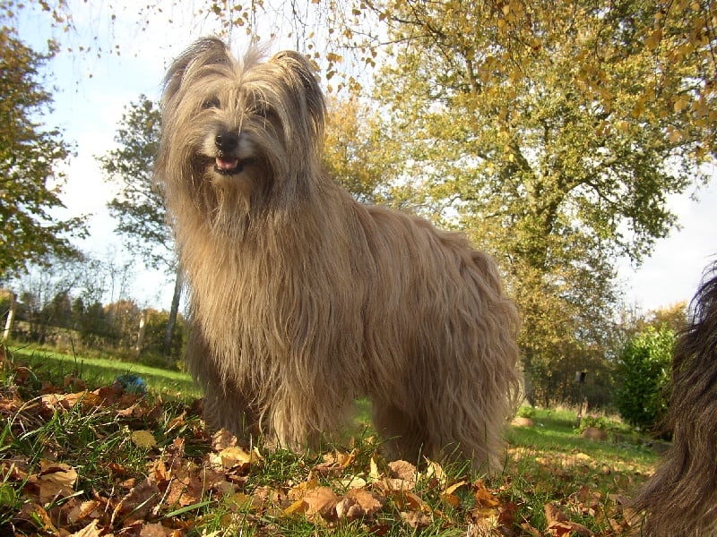 Publication : du Casaun d'Ayros Auteur : Mme Connuel Nathalie