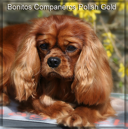 CH. bonitos companeros Polish gold
