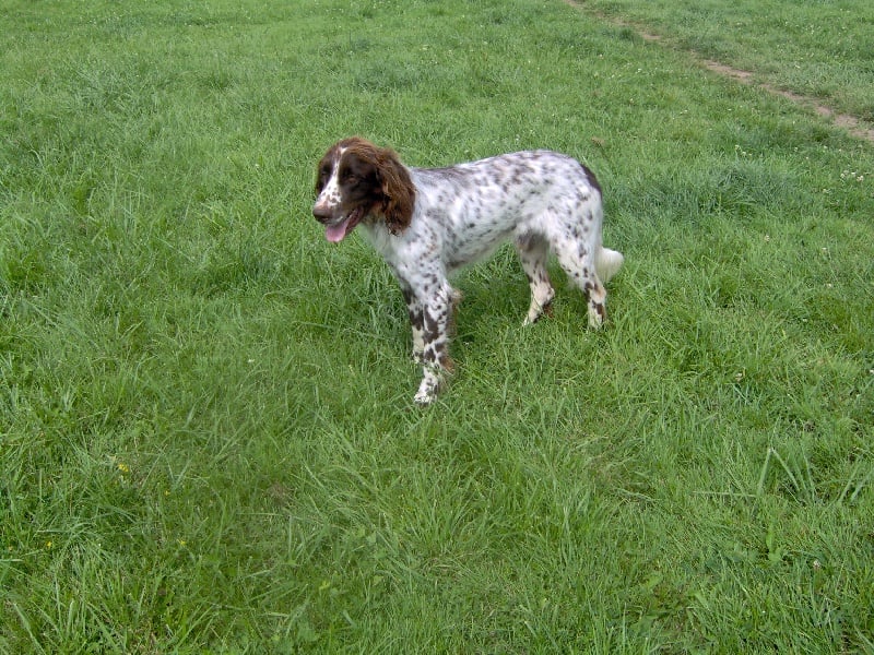 Publication : de Thailane Auteur : Bruno Lengagne