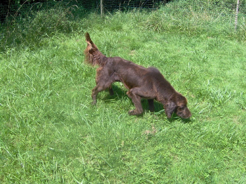 Virus Vom hundegelaüt