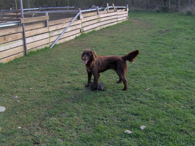 Publication : de Thailane Auteur : Bruno Lengagne