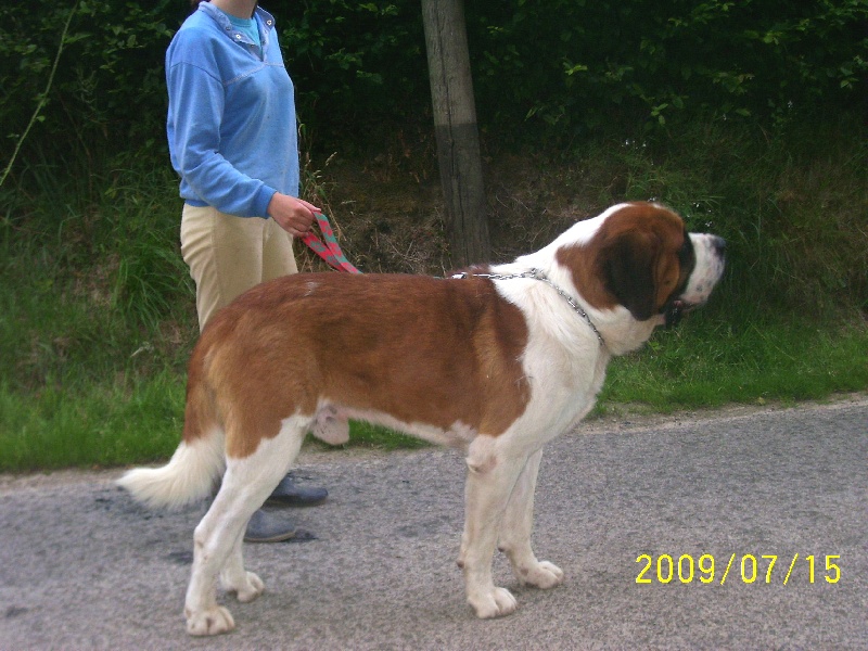 Baloo des montagnes de mienghys (Sans Affixe)