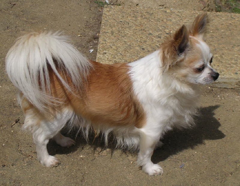 Affriolant Du Doux Mystère