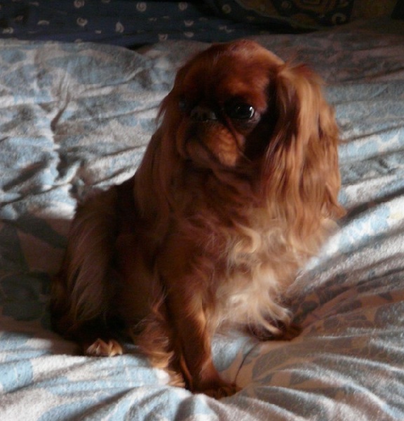 Publication : des Lys de Sainte Elisa Auteur : colette challamel