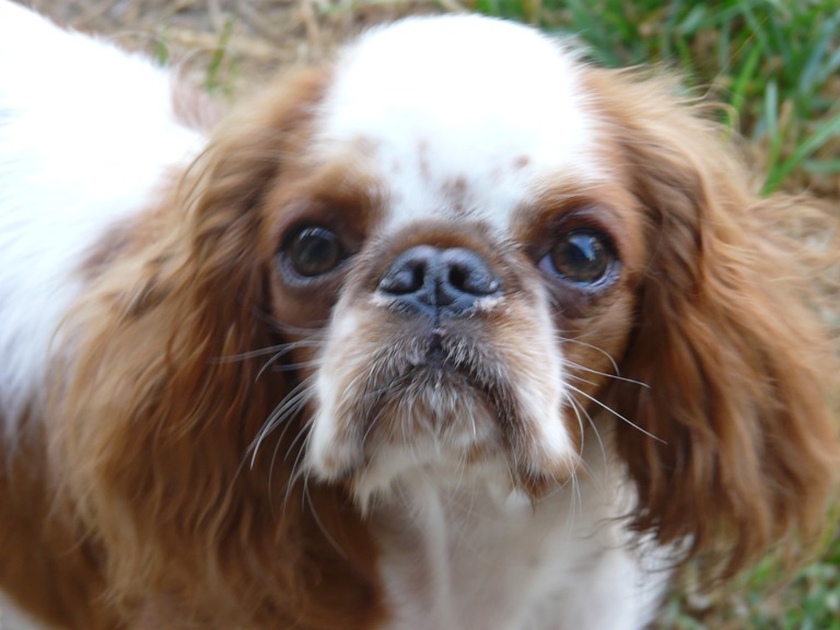 Publication : des Lys de Sainte Elisa Auteur : colette challamel