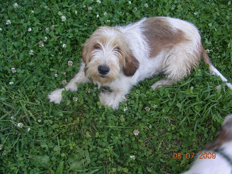 du jas des garennes Vega