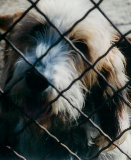 Jacquou (Sans Affixe)