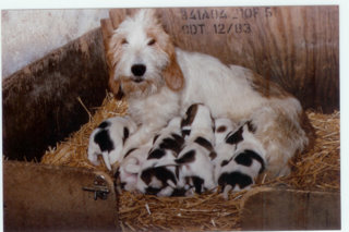 Sexy du jas des garennes
