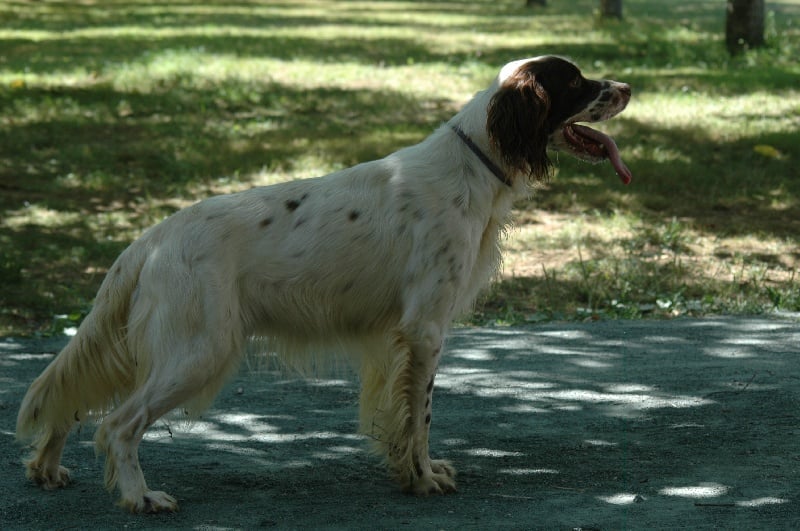 Castille des bois de Valoura