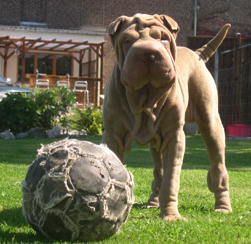 Publication : des Hauts Monts de Shanghai